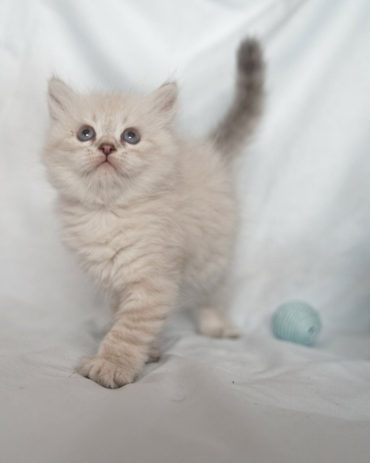 Puiuti siberieni disponibili