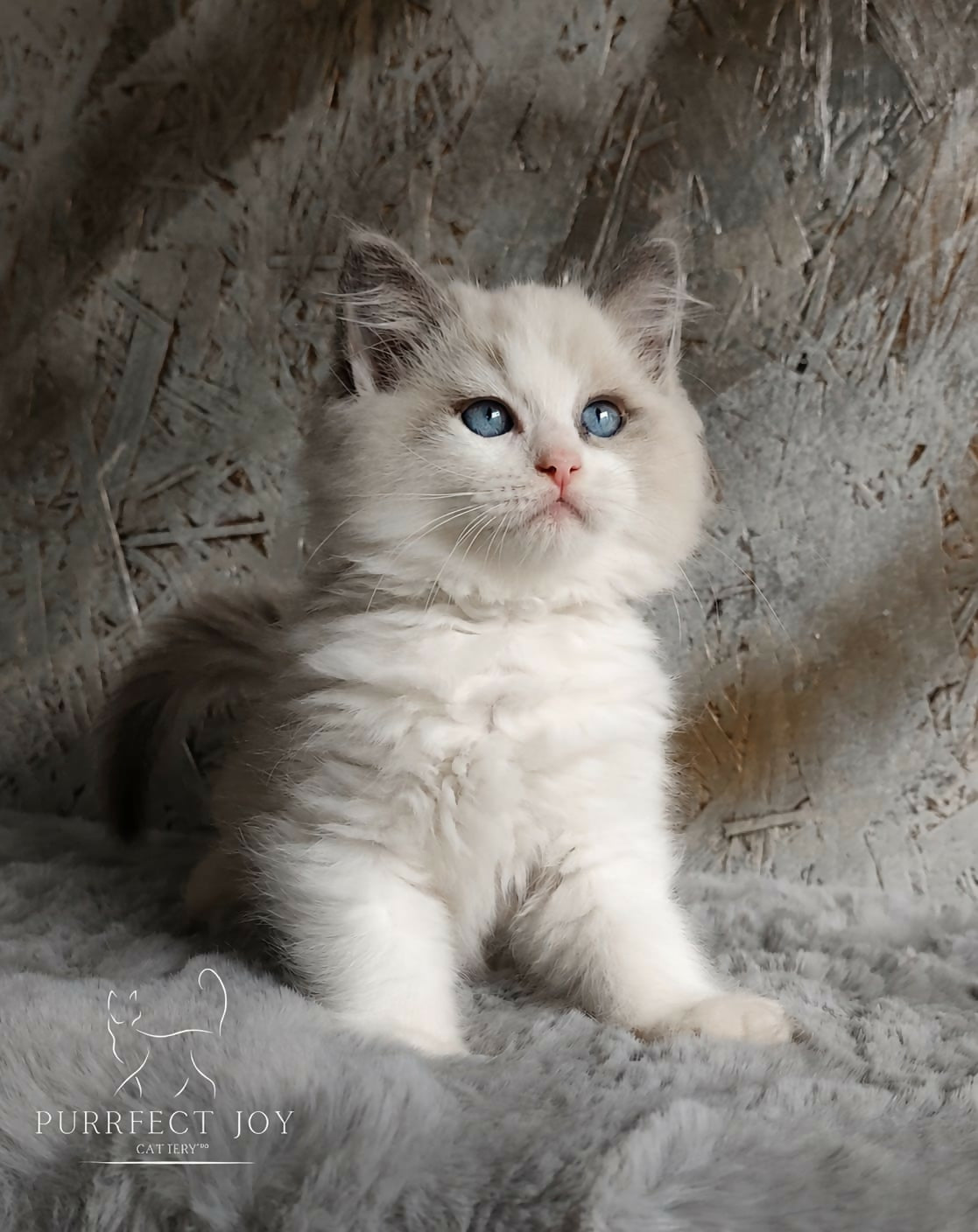 Ragdoll blue bicolor