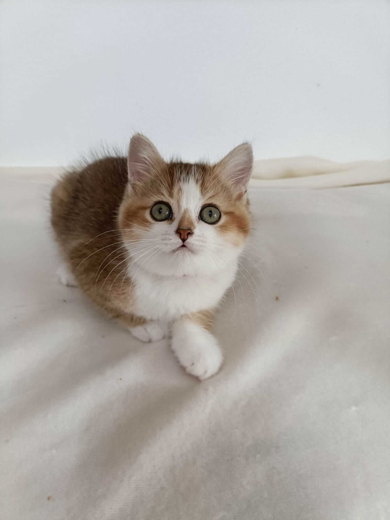 Imagine WhatsApp 2025-04-17 la 18.20.05_334dc386