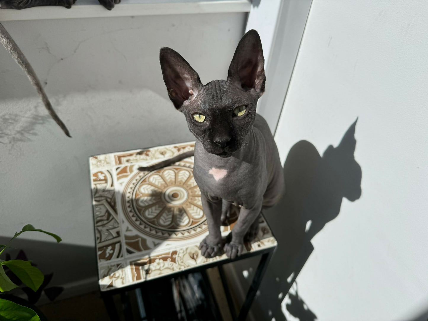 Baiat Sphynx Bogdan Sun Lover