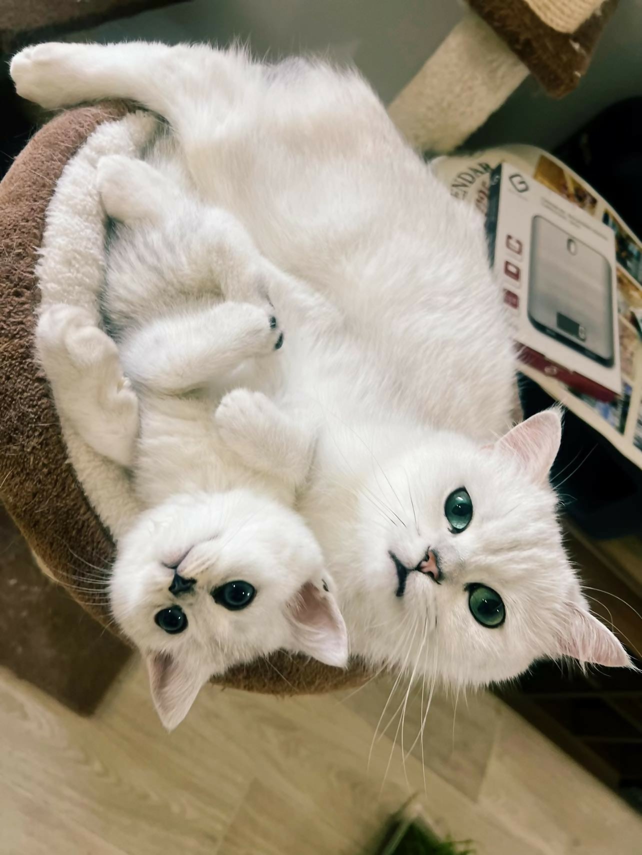 497012362_716165094306704_7964332821922934161_n