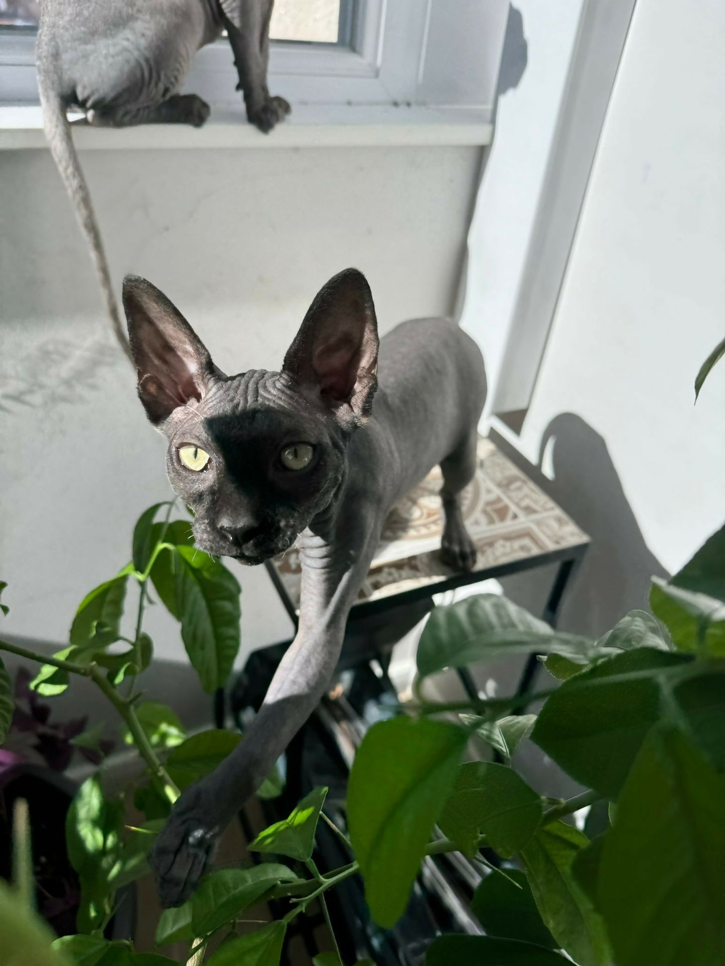 Baiat Sphynx Bogdan Sun Lover