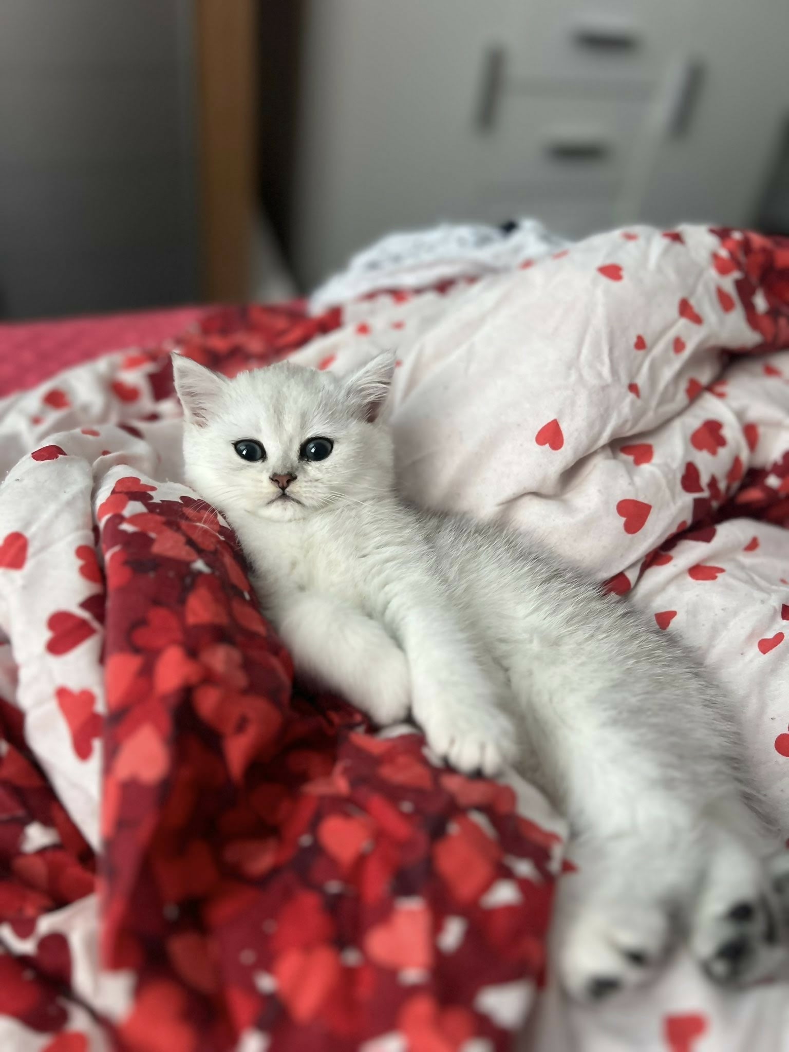 496423240_717262187530328_6292174939419122880_n