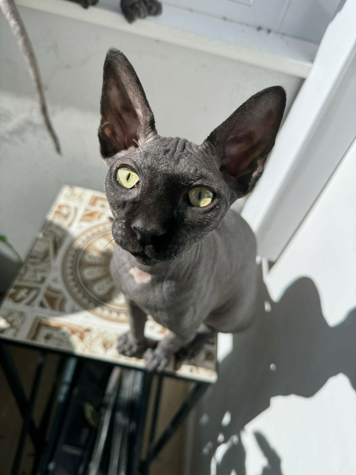 Baiat Sphynx Bogdan Sun Lover