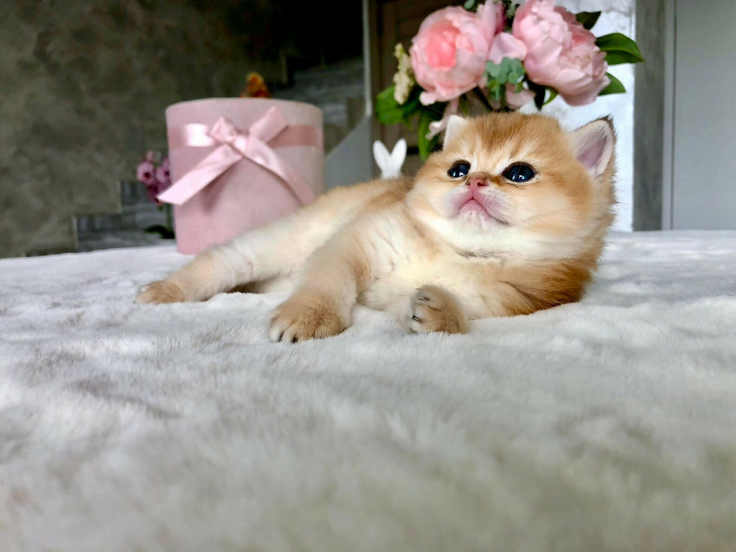 Brithish golden ny11/12