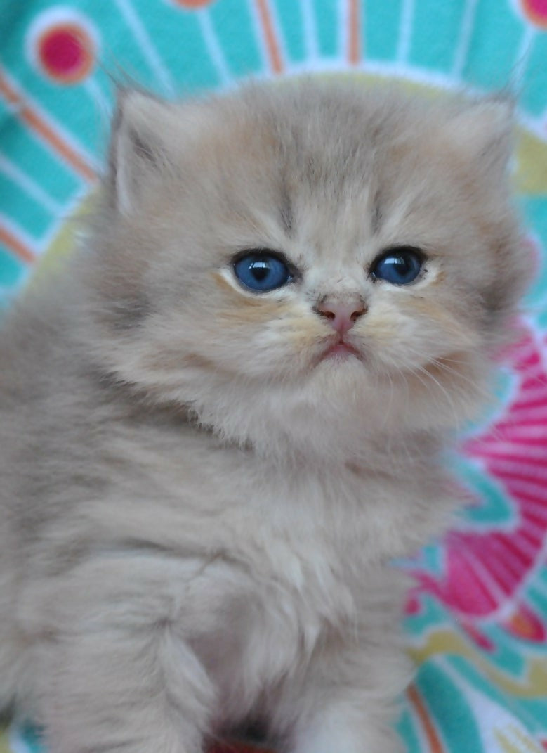 Puiuti British Longhair cu ochi albastri