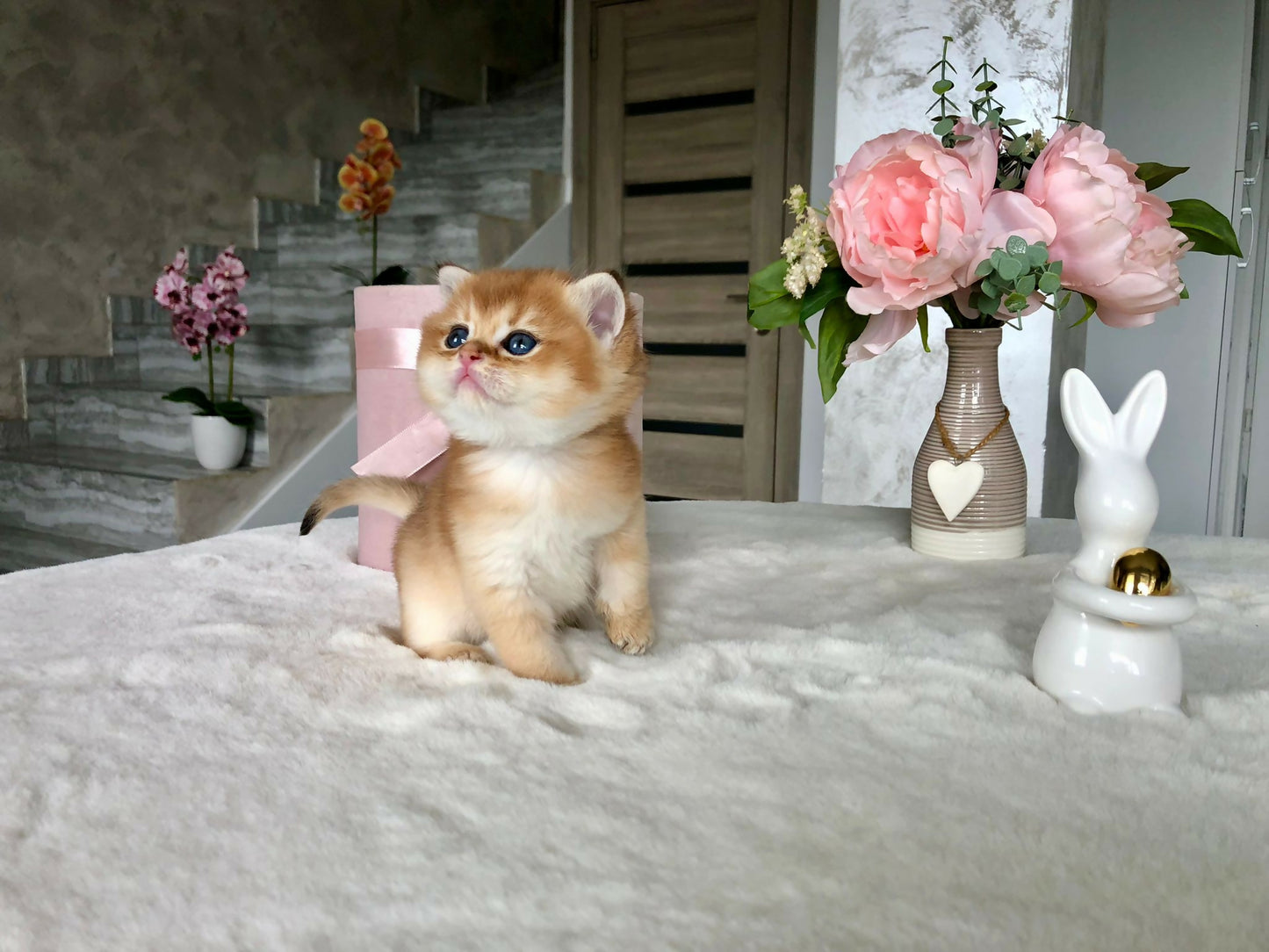 Brithish golden ny11/12