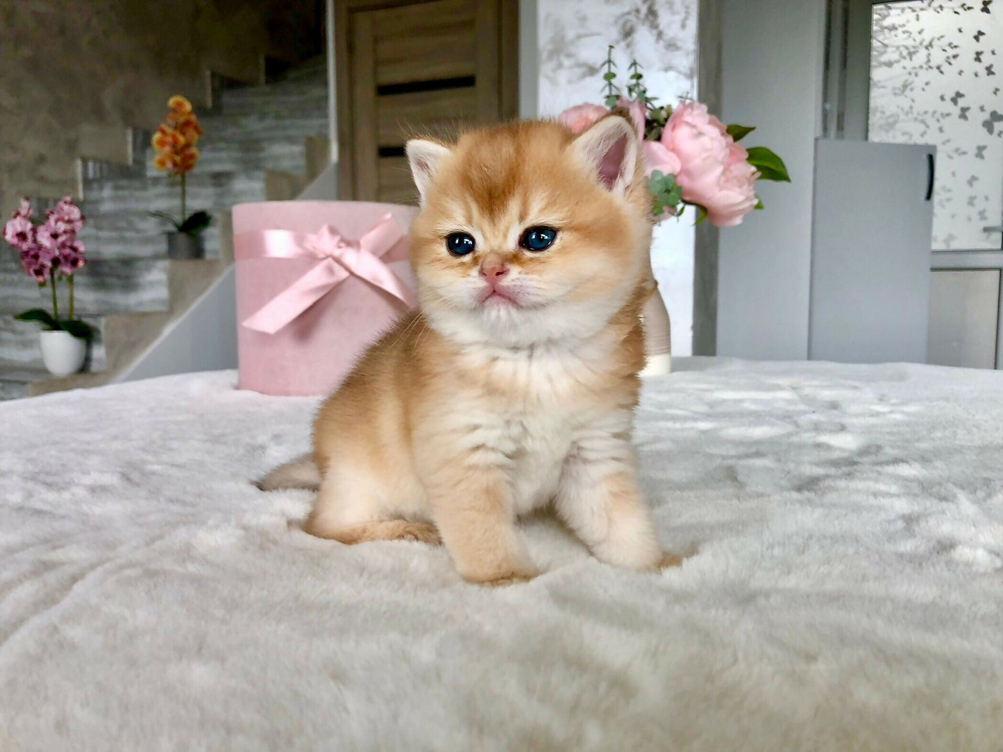 Brithish golden ny11/12