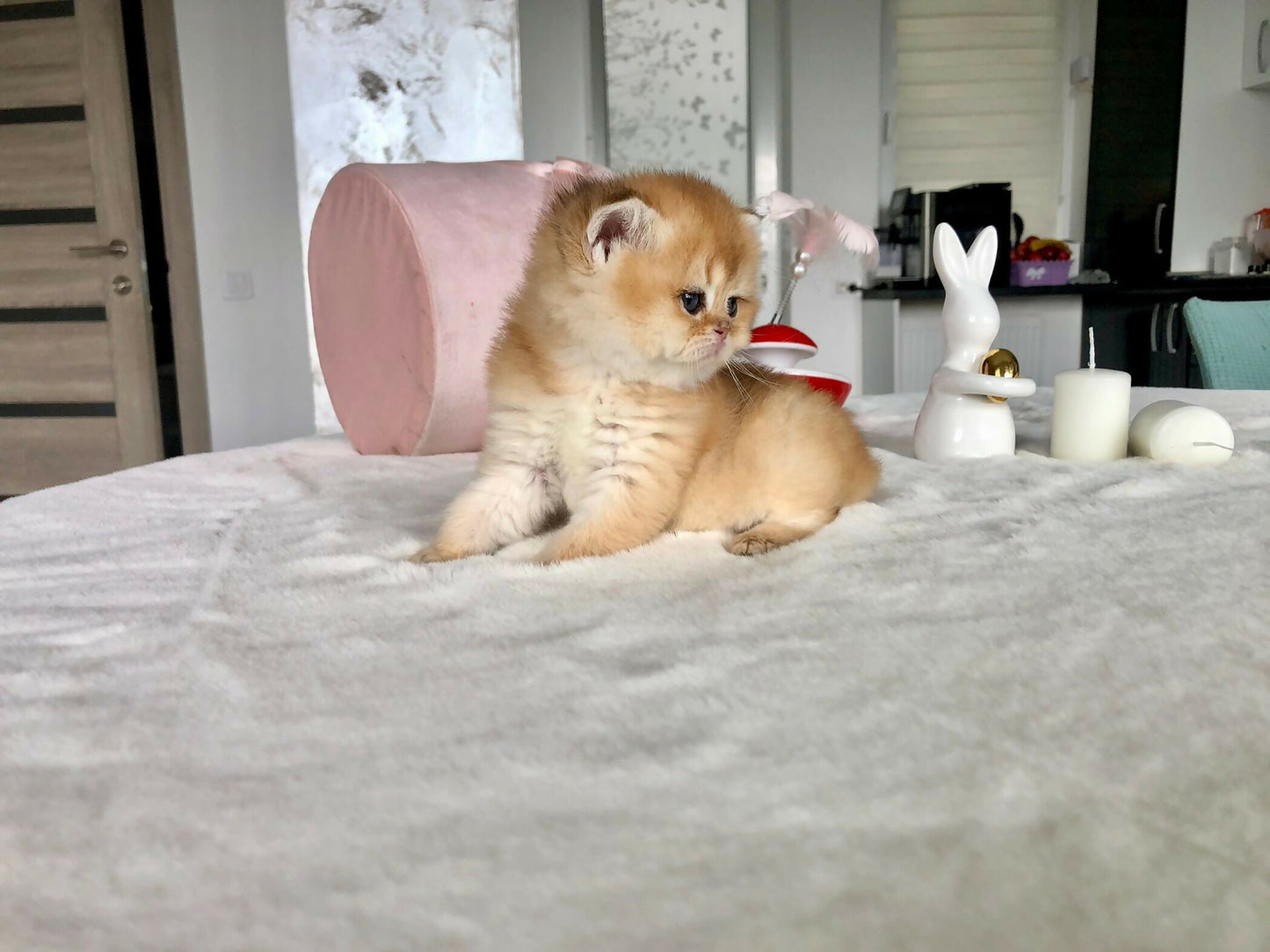 Brithish golden ny11/12