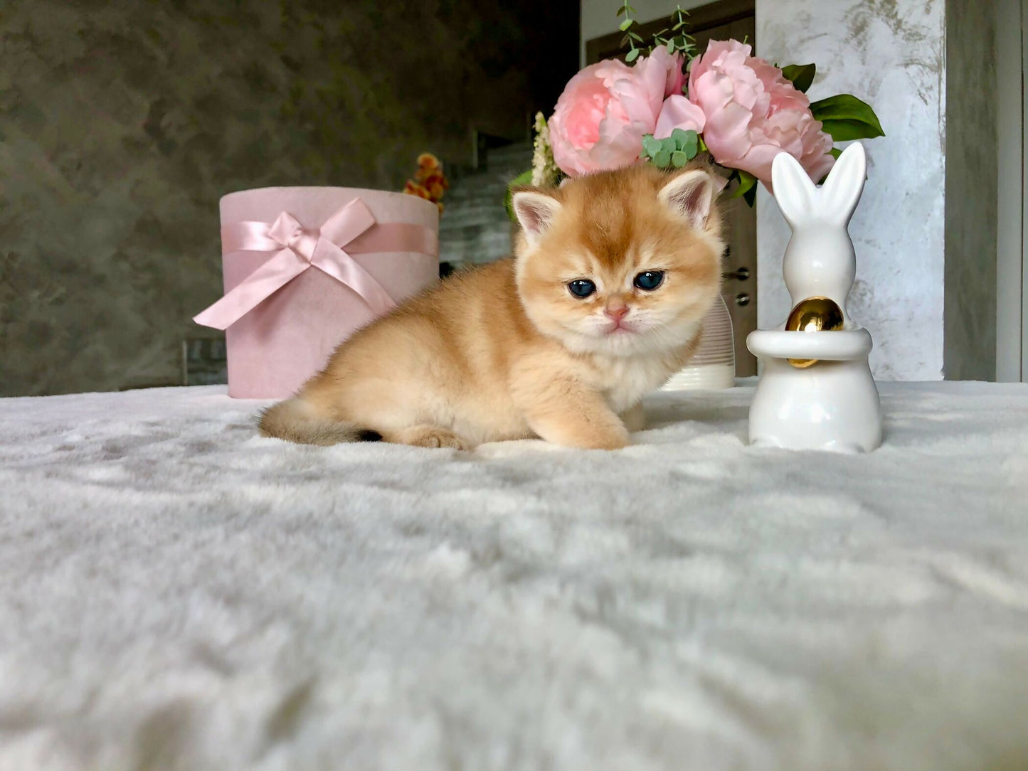 Brithish golden ny11/12