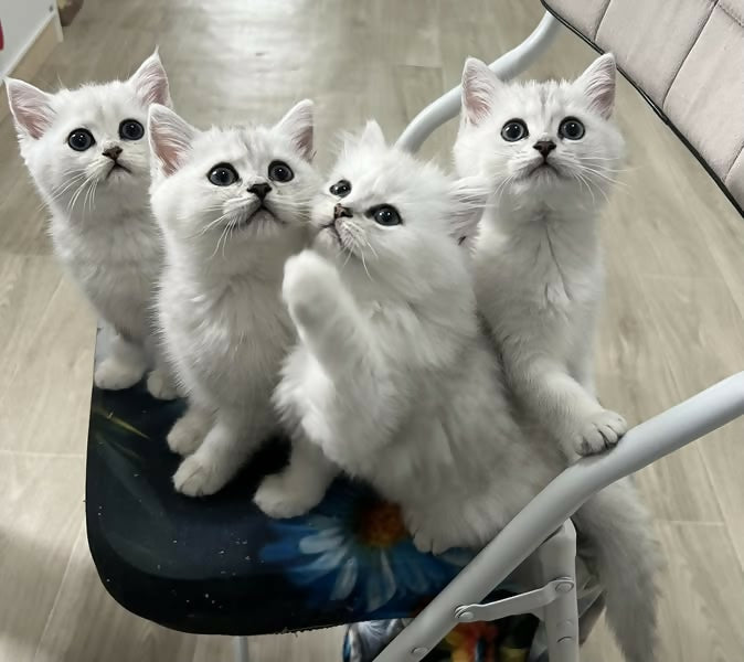 499697003_721927953730418_2797866155965067300_n