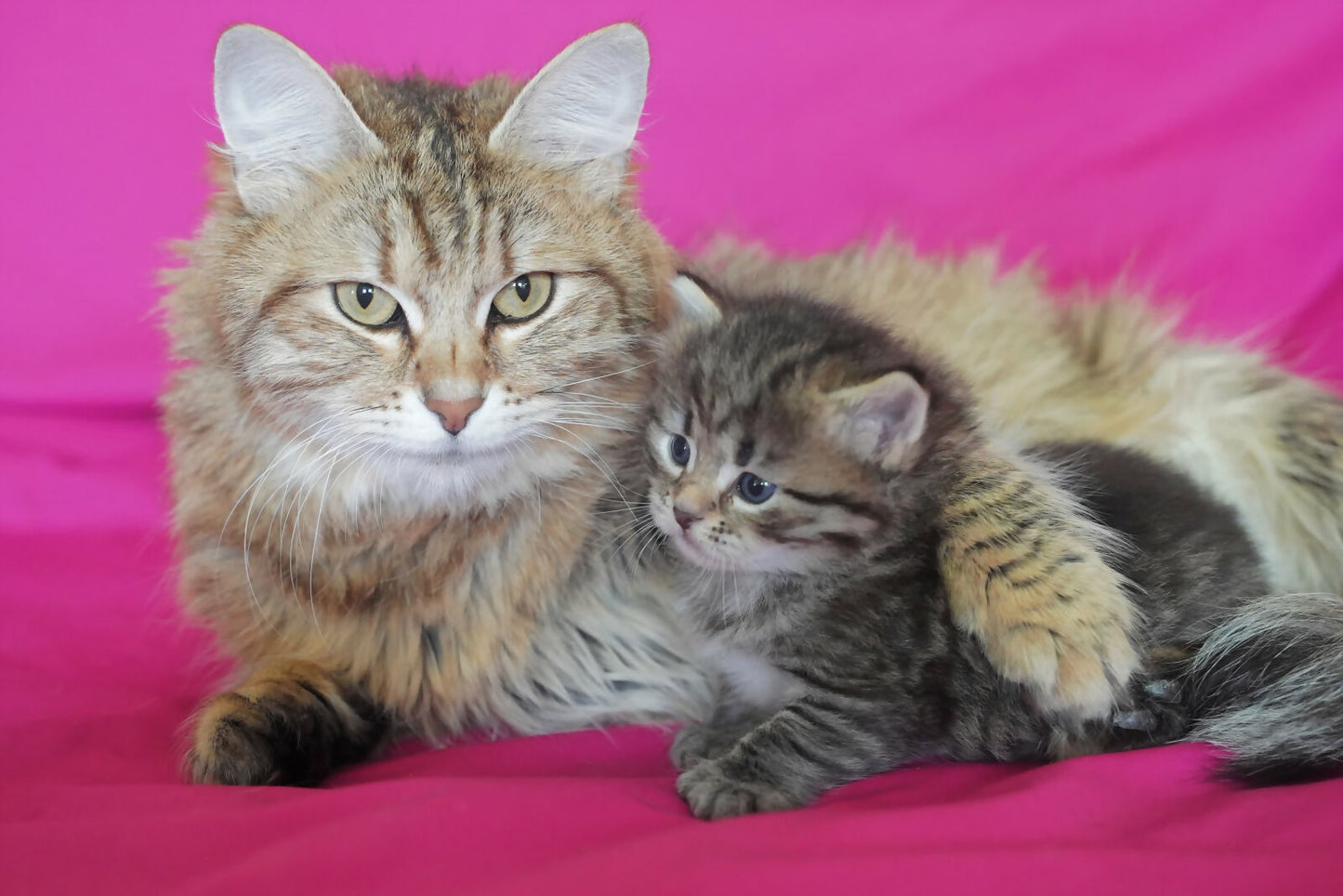 Puiuti siberieni disponibili