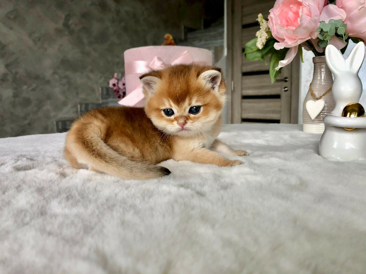 Brithish golden ny11/12