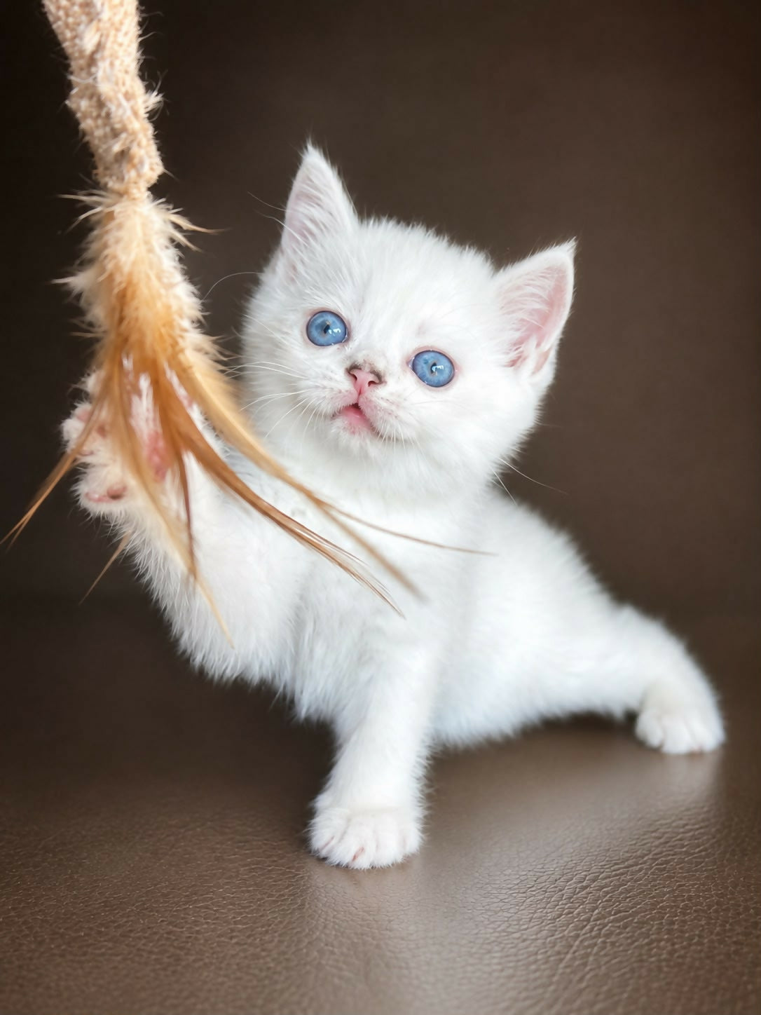 British Shorthair Silver Point