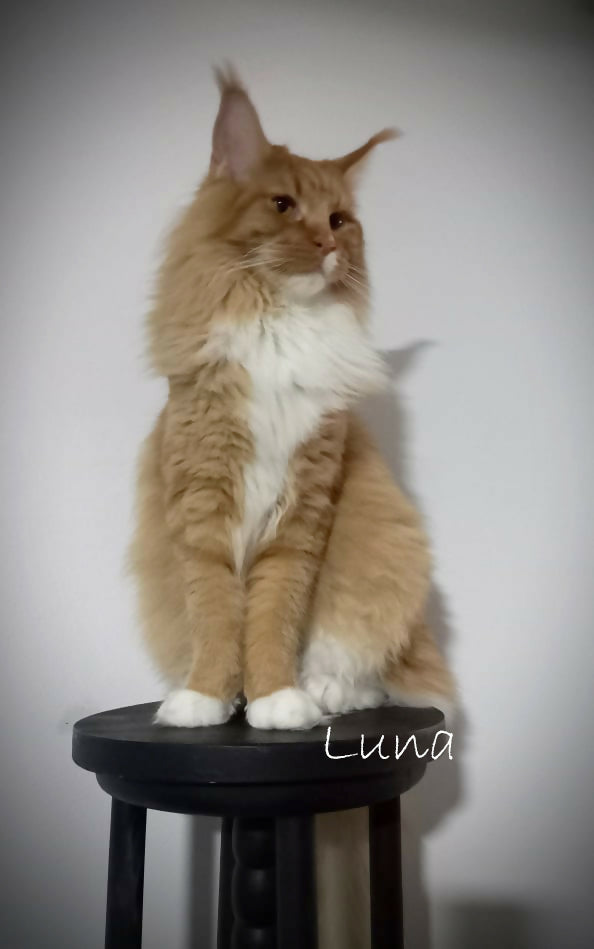 LUNA