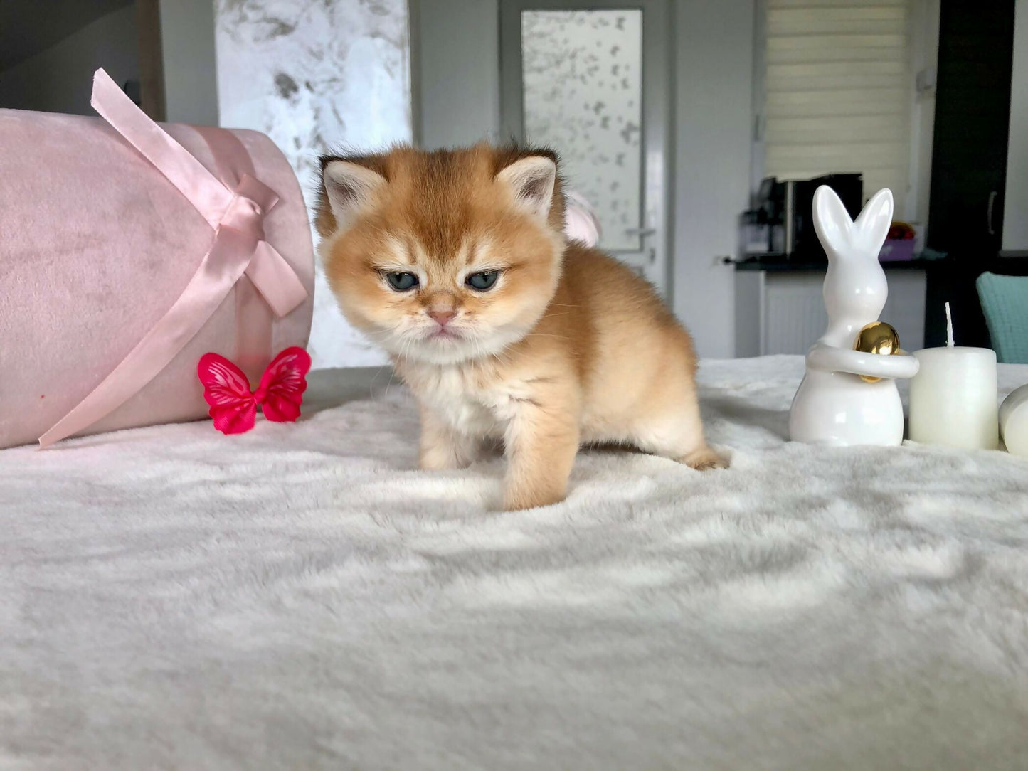 Brithish golden ny11/12