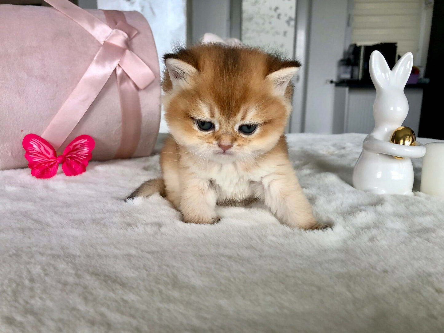 Brithish golden ny11/12