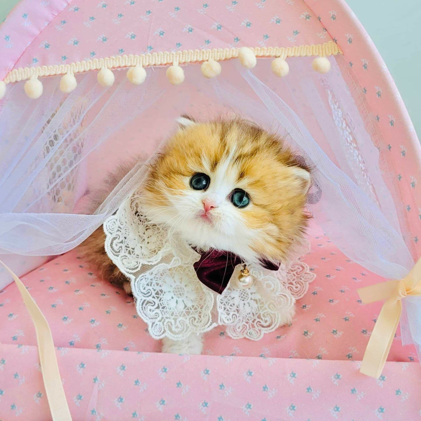 British Longhair Fetiță DOLCE