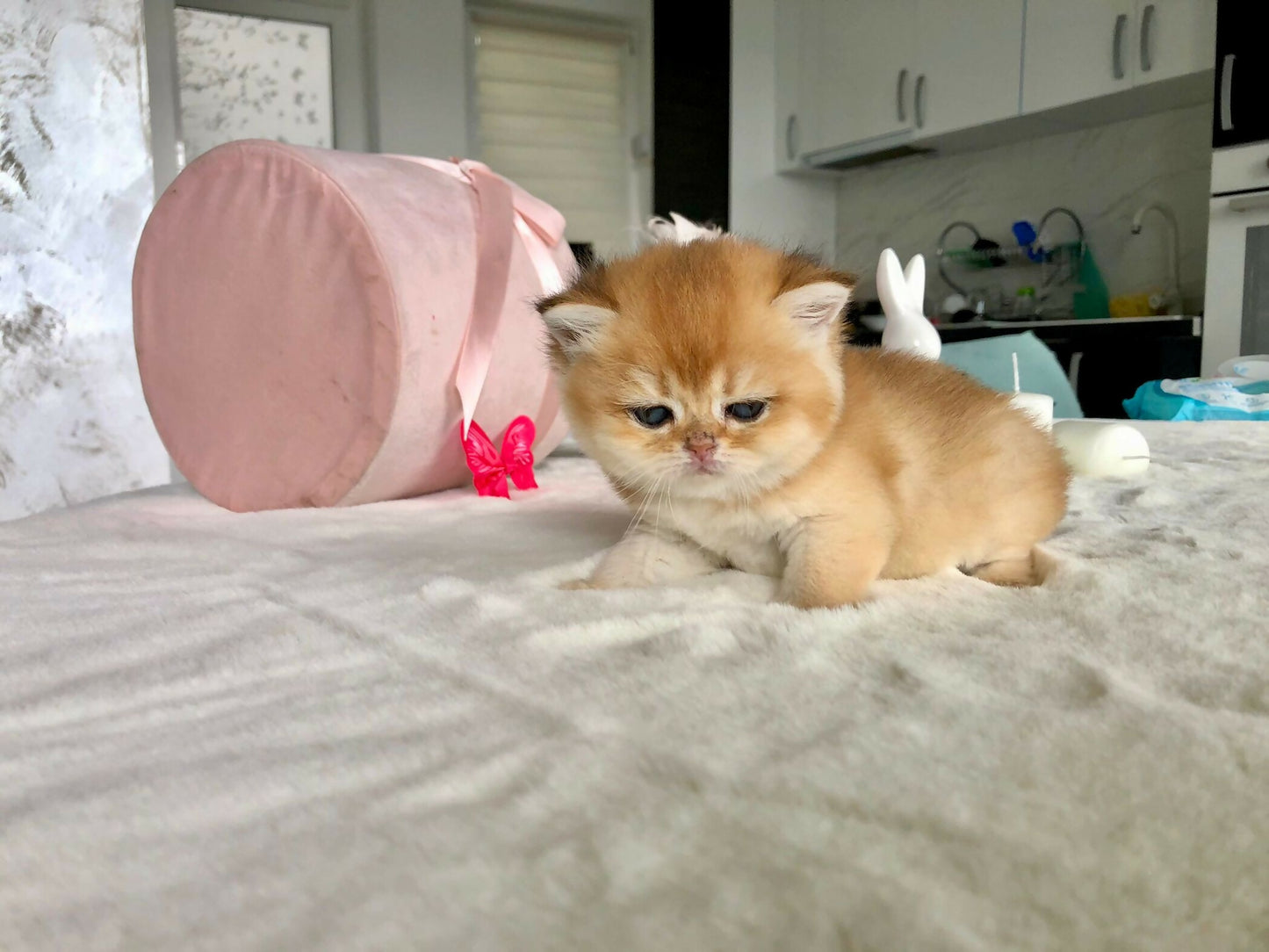 Brithish golden ny11/12