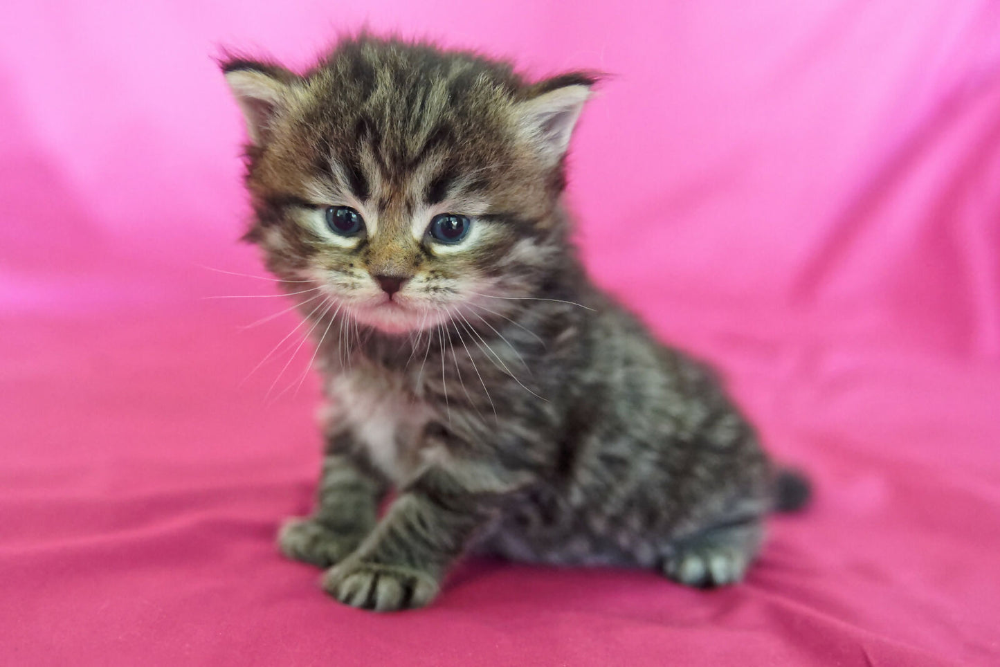 Puiuti siberieni disponibili