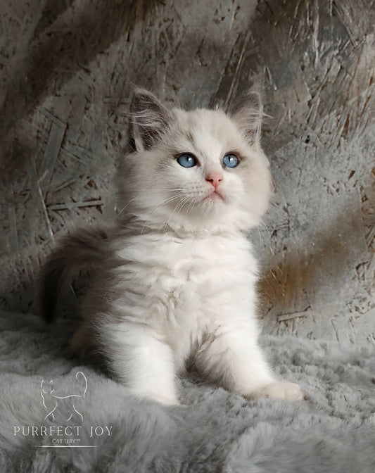Ragdoll blue bicolor