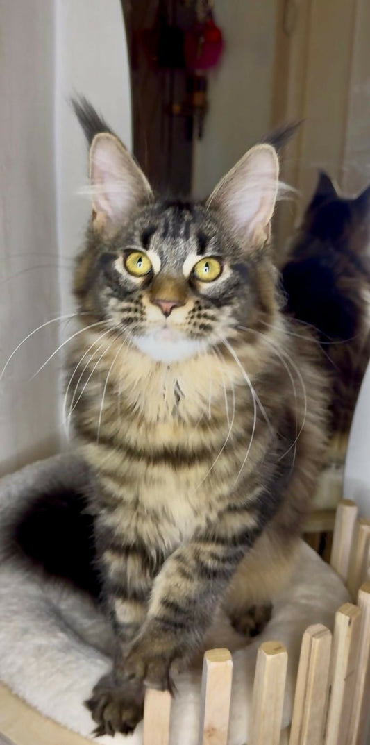 Fetita Maine Coon