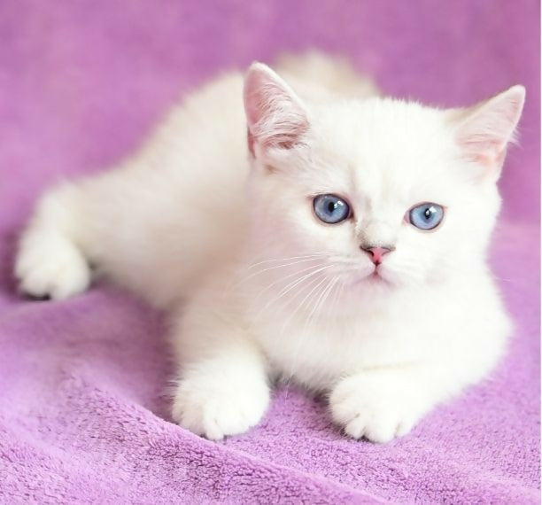 British Shorthair Silver Point