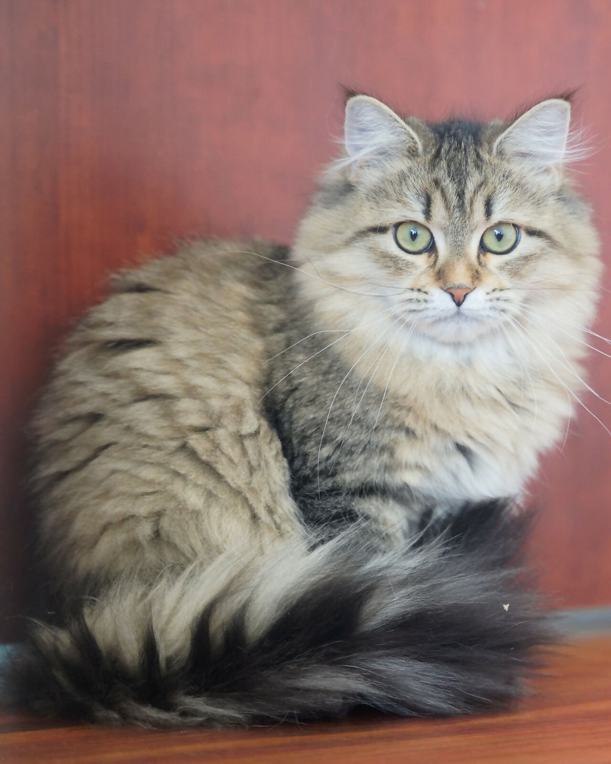 Siberian female for breeding