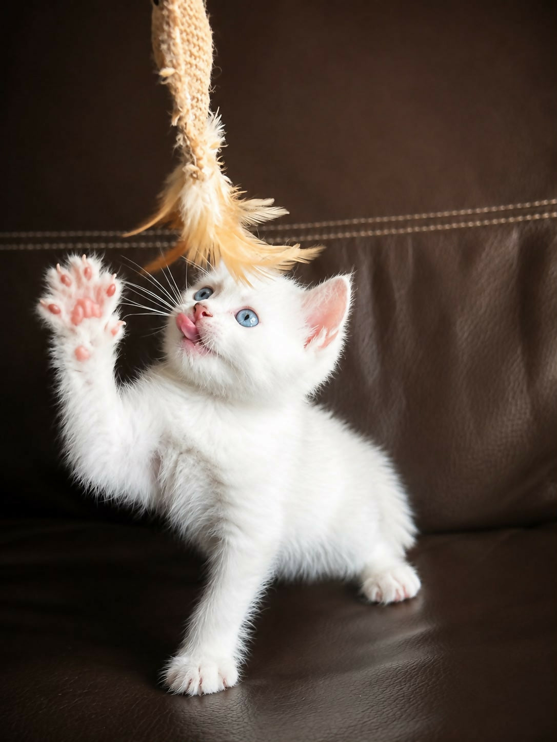 British Shorthair Silver Point