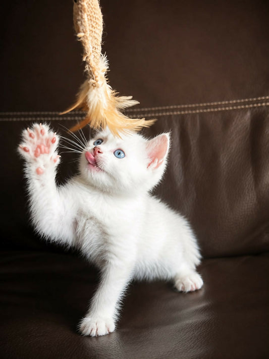British Shorthair Silver Point