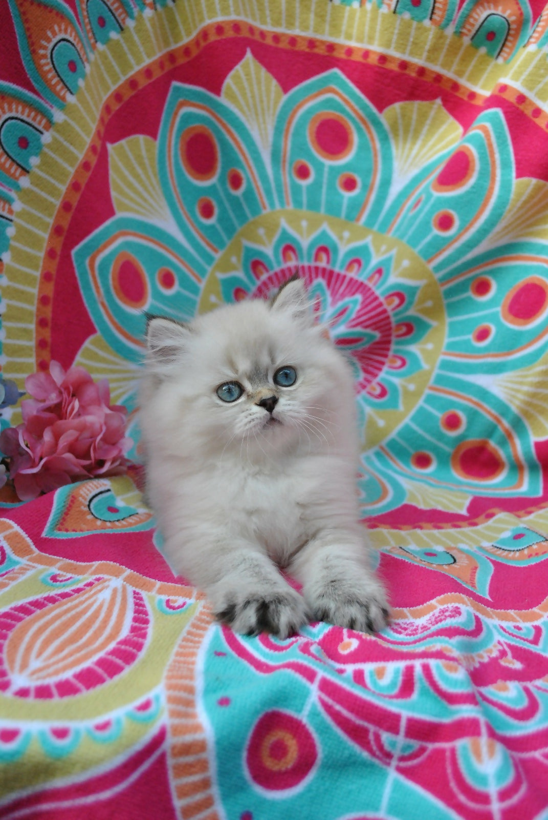 Puiuti British Longhair cu ochi albastri