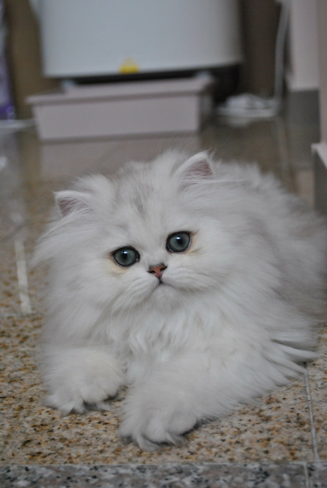 Puiuti British Longhair cu ochi albastri