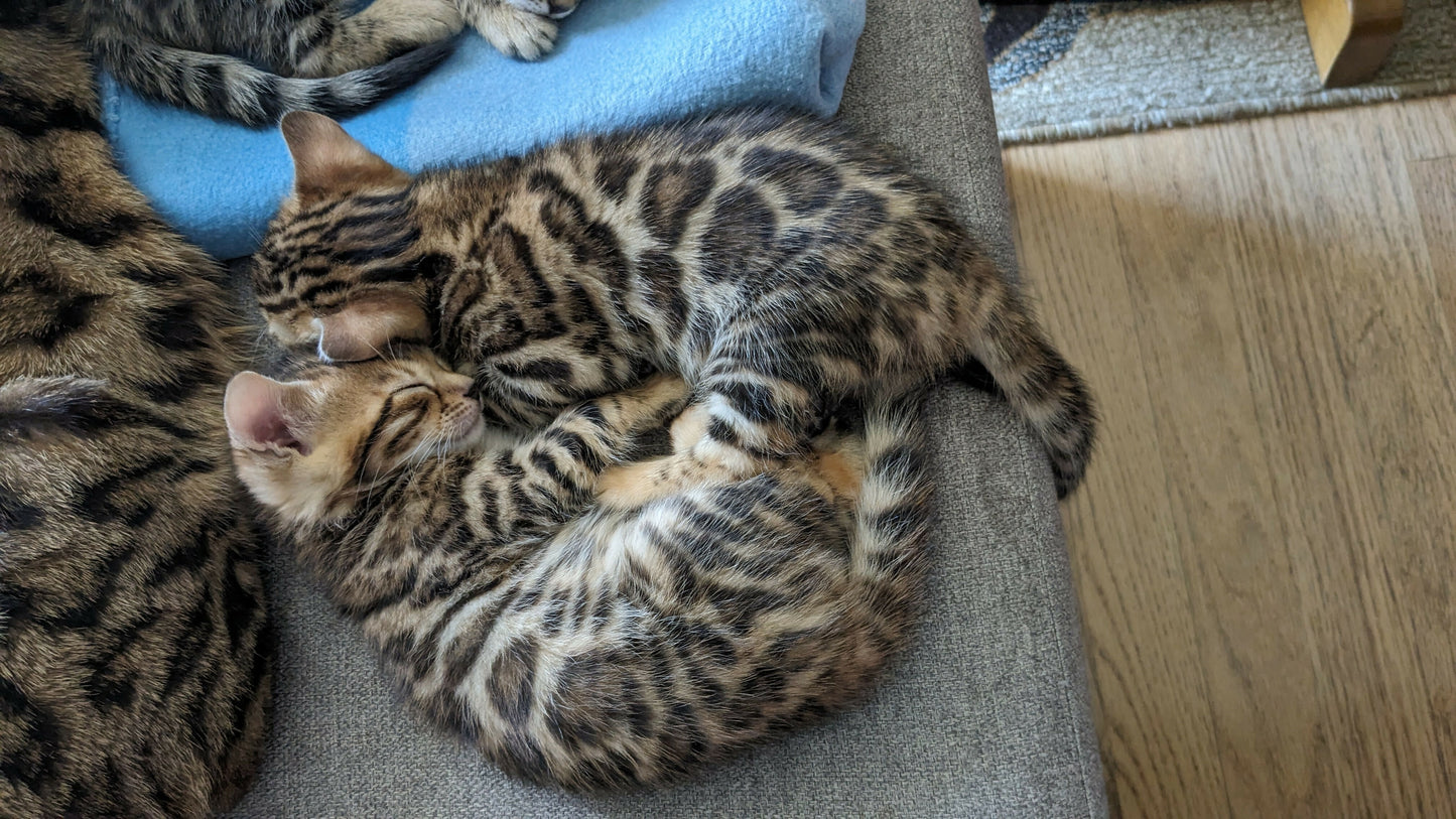 Pui bengal