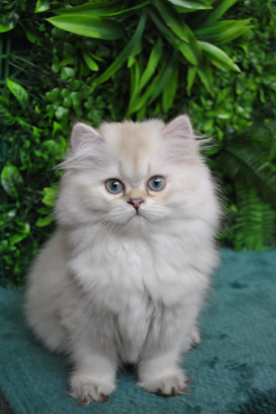 Puiuti British Longhair cu ochi albastri