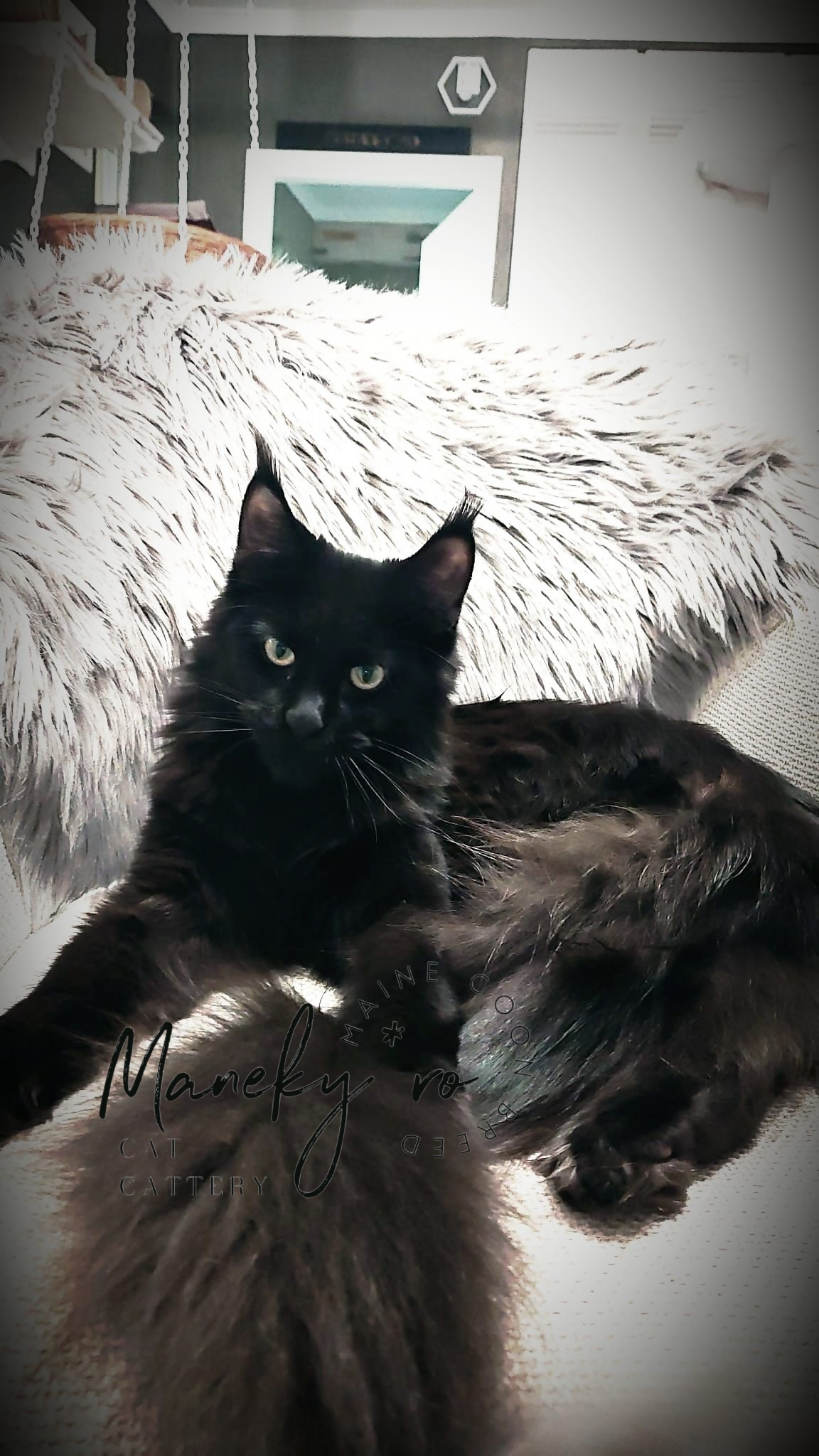 Femela Maine Coon ✅