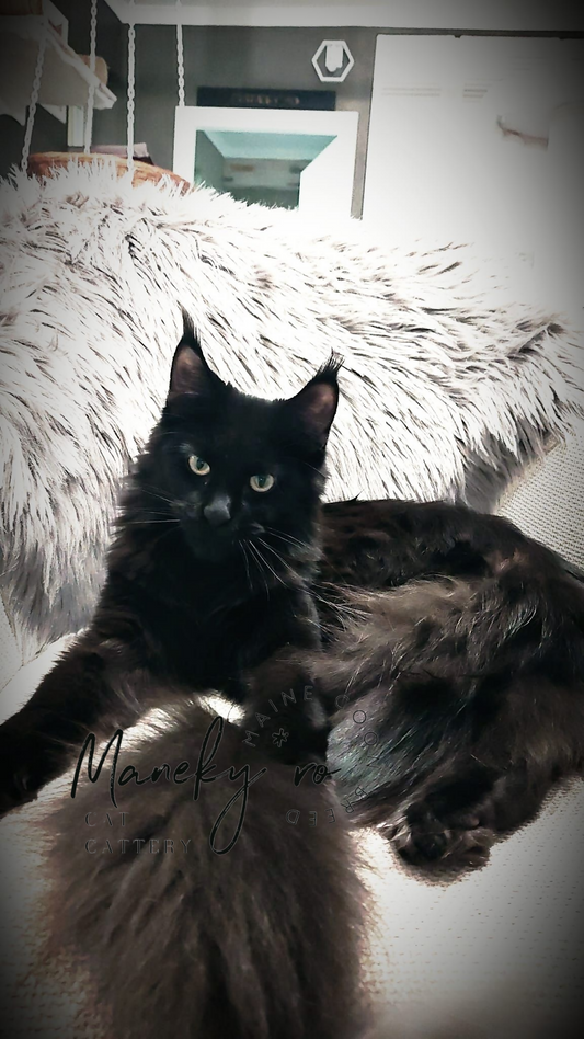 Femela Maine Coon ✅
