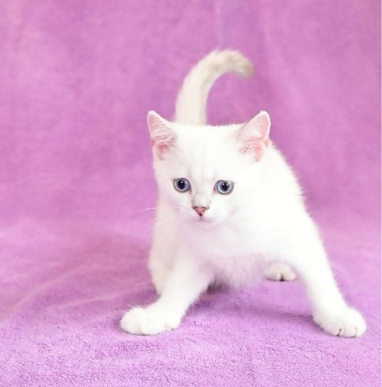British Shorthair Silver Point