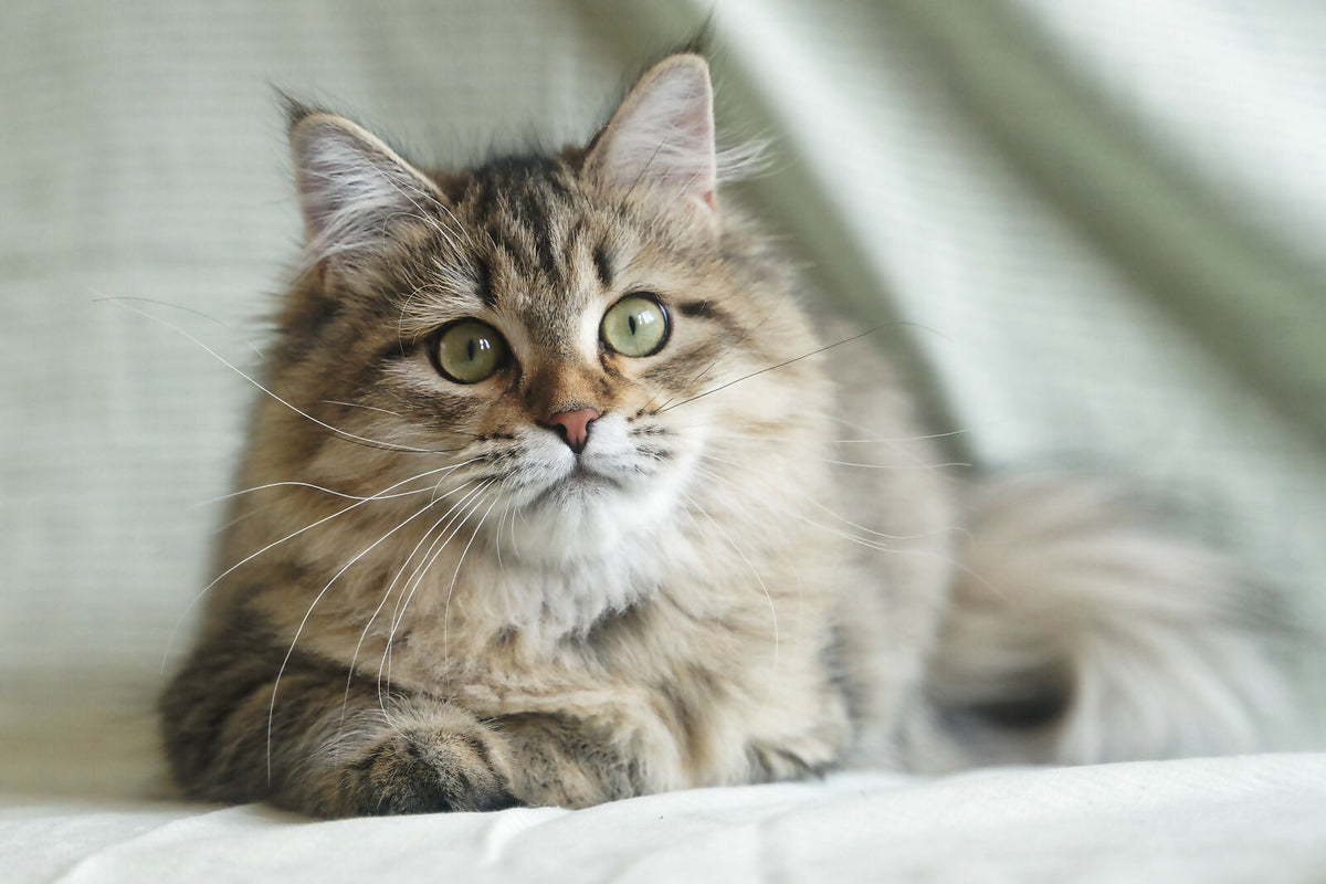Siberian female for breeding