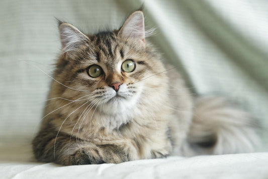 Siberian female for breeding