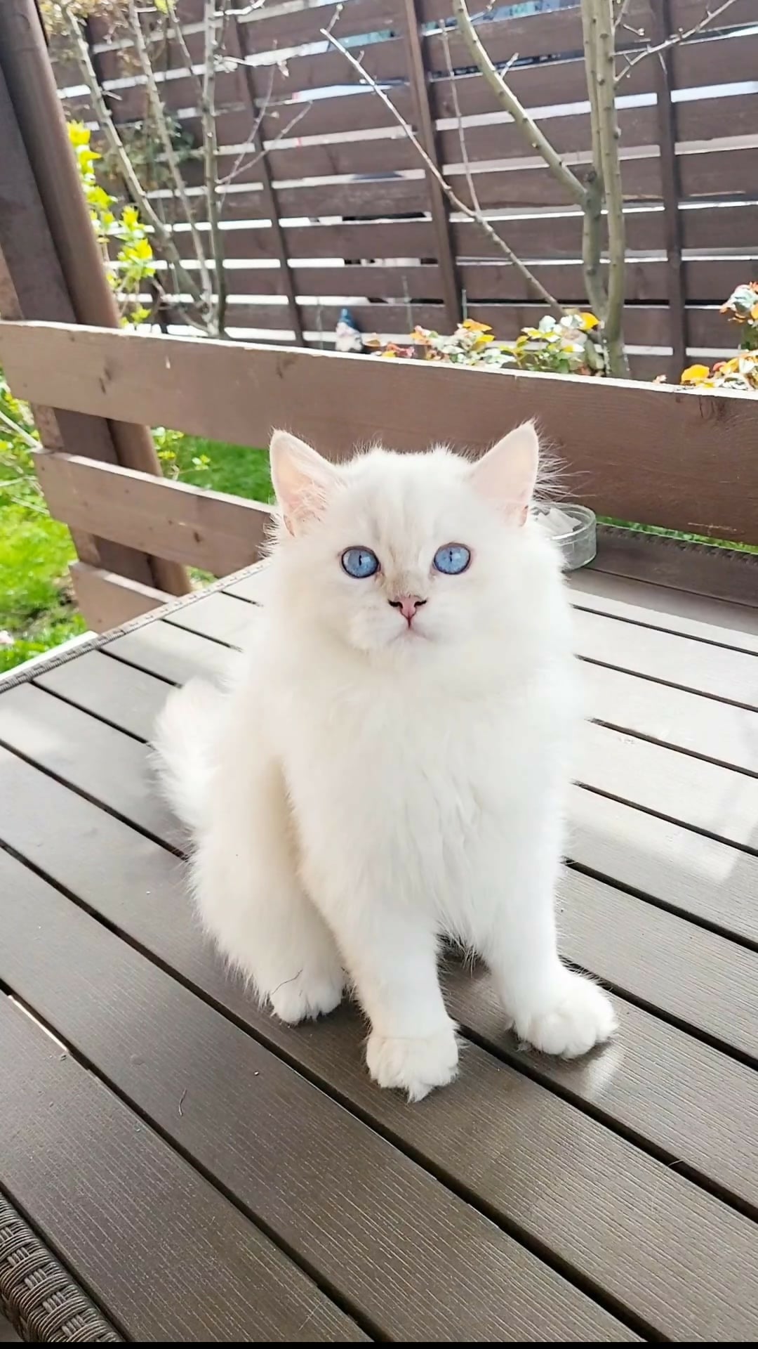 British longhair baieti