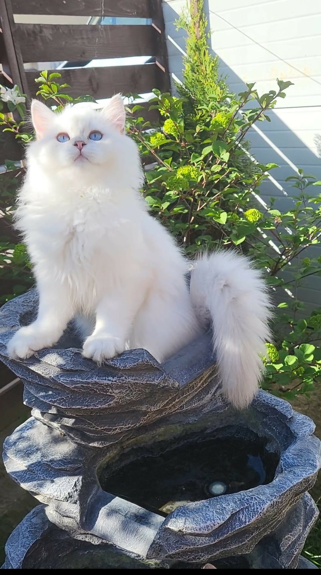 British longhair baieti