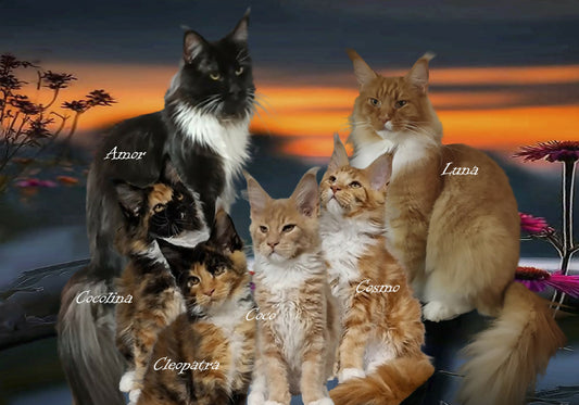 FAMILIA PISICIASCÀ