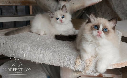 Ragdoll blue bicolor și seal