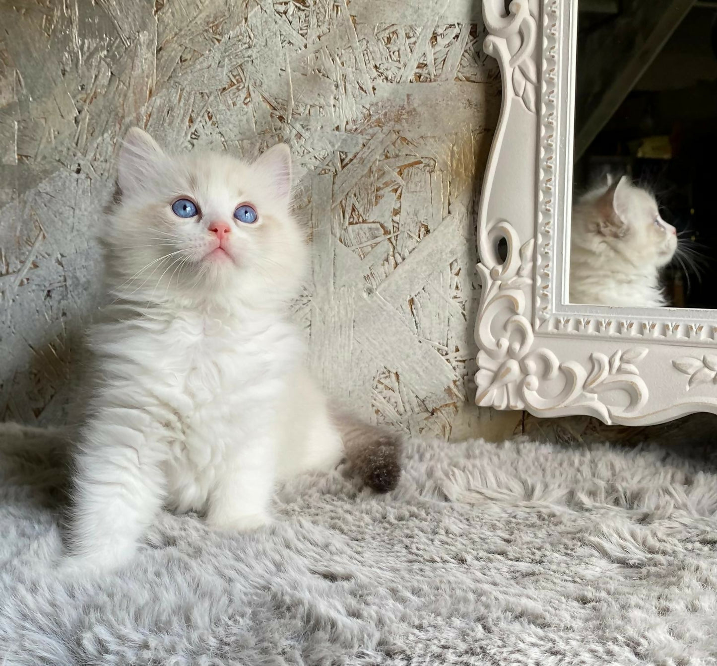 Blue bicolor tabby- boy