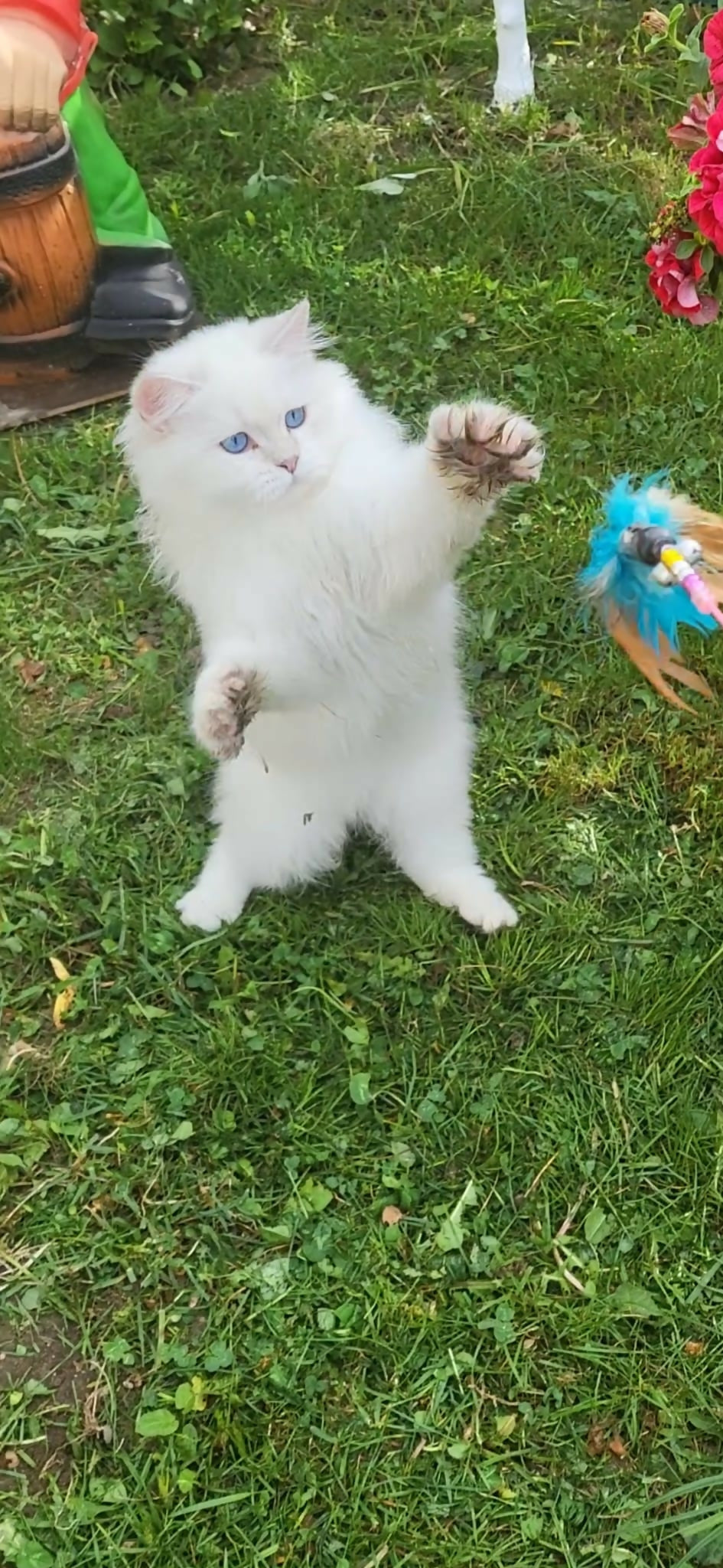 British longhair baieti