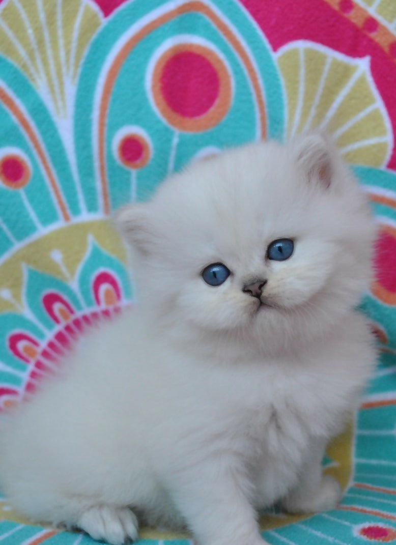 Puiuti British Longhair cu ochi albastri