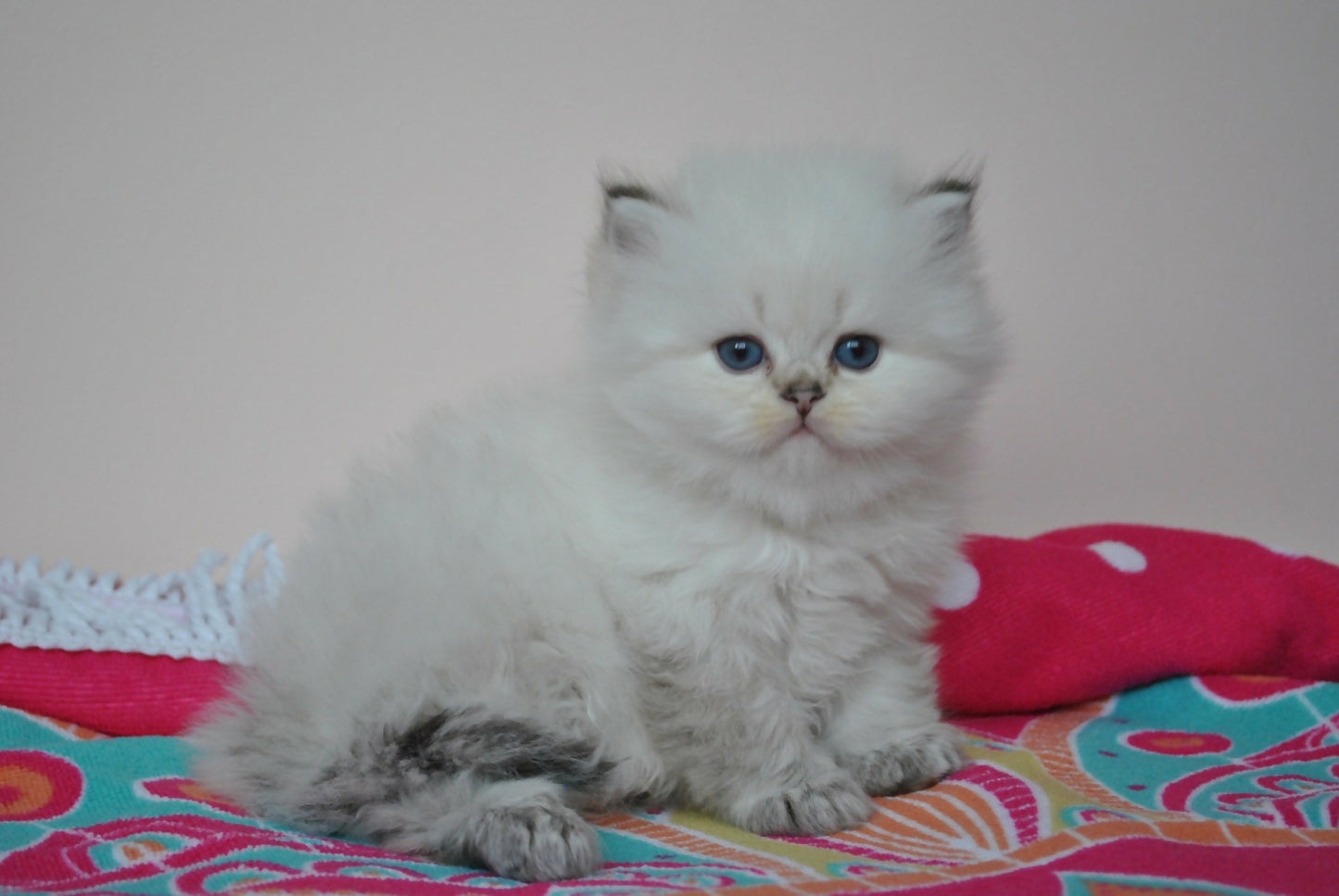 Puiuti British Longhair cu ochi albastri