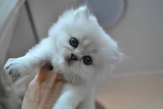 Puiuti British Longhair cu ochi albastri