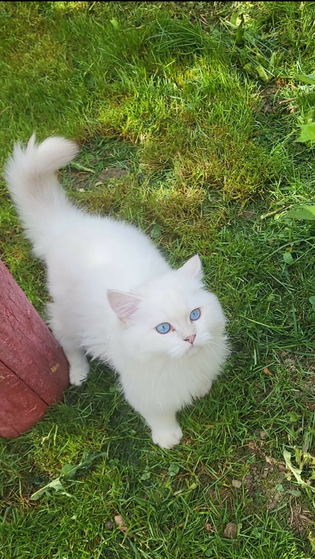 British longhair baieti