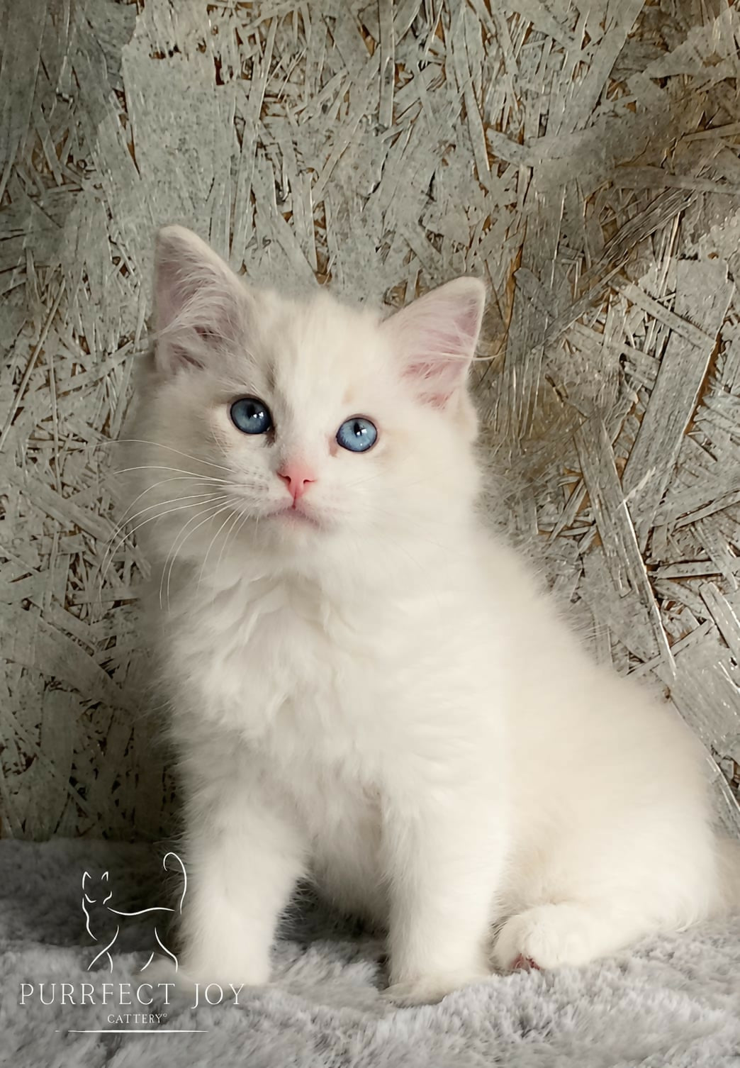 Blue bicolor tabby- boy